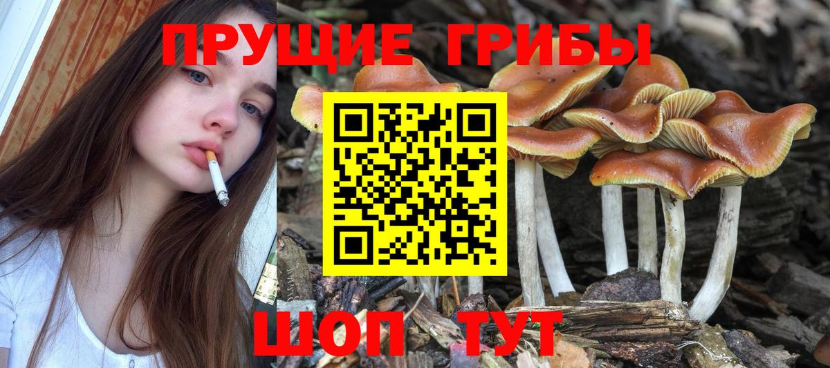 Волхов  Псилоцибиновые грибы GOLDEN TEACHER  Вход с VPN  Псилоцибиновые грибы Magic Shrooms 